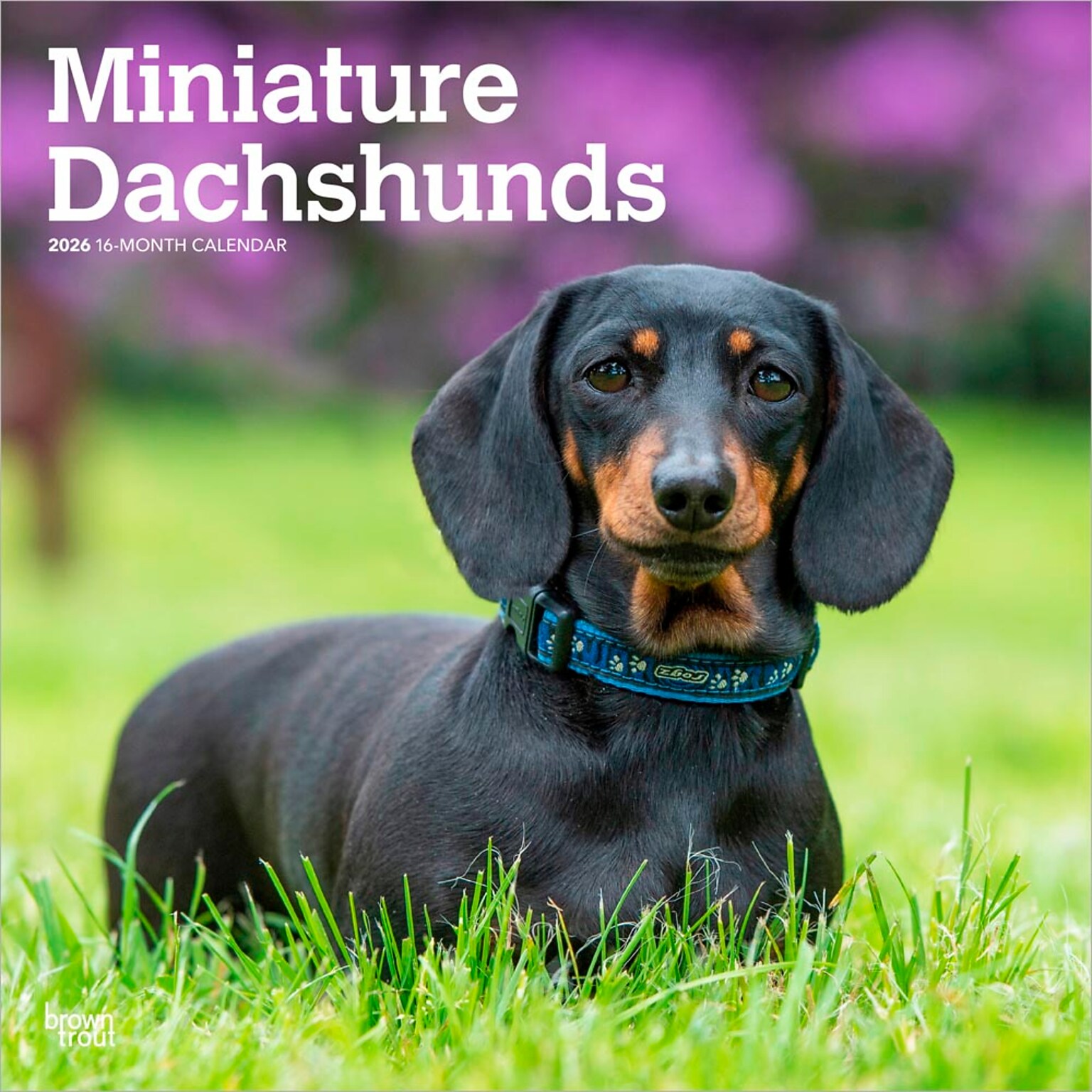 2026 BrownTrout Miniature Dachshunds 12 x 12 Monthly Wall Calendar (9798330703135)