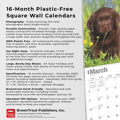 2025 BrownTrout Chocolate Labrador Retriever Puppies 12" x 12" Monthly  Wall Calendar (9781975477325)