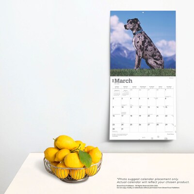 2025 BrownTrout Great Danes 12" x 12" Monthly Square Wall Calendar (9781975477103)