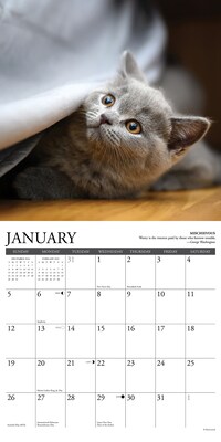 2025 Willow Creek Cat Rules 12" x 12" Monthly Wall Calendar (42199)