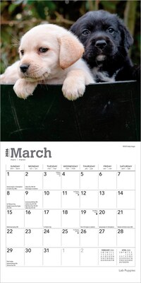 2026 BrownTrout Lab Puppies 7" x 7" Monthly Wall Calendar (9798330704163)