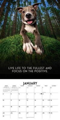 2027 Willow Creek Dog's Life  12" x 12" Monthly Wall Calendar (60049)