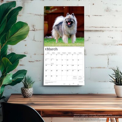 2026 BrownTrout Keeshonden 12" x 12" Monthly Wall Calendar (9798330704033)