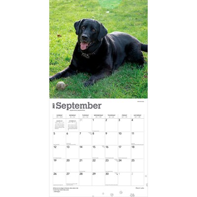 2027 BrownTrout Black Labrador Retrievers 12" x 12" Monthly Wall Calendar (9798330712557)