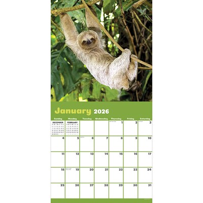 2026 TF Publishing Sloths 12 x 12 Monthly Wall Calendar (26-1045)