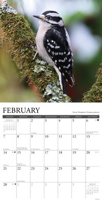 2027 Willow Creek Garden Birds of North America 12" x 12" Monthly Wall Calendar, Assorted Colors (60315)