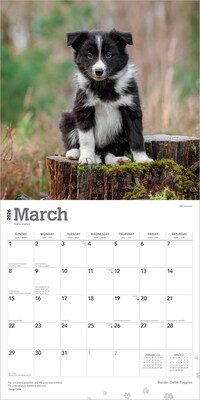 2026 BrownTrout Border Collie Puppies 12" x 12" Monthly Wall Calendar (9798330702541)