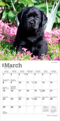 2026 BrownTrout Black Labrador Retriever Puppies 7" x 7" Monthly Wall Calendar (9798330704187)