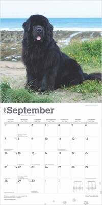 2025 BrownTrout Newfoundlands 12" x 12" Monthly Wall Calendar (9781975477479)