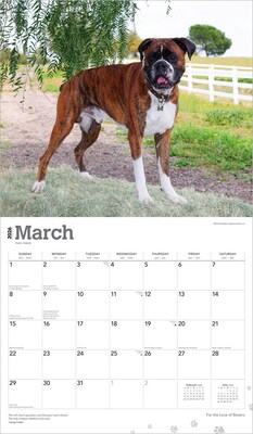 2026 BrownTrout For the Love of Boxers 14" x 12" Monthly Wall Calendar (9798330707126)