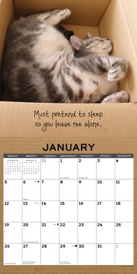 2025 Willow Creek Cat in a Box 12" x 12" Monthly Wall Calendar (42182)