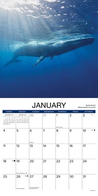 2026 Willow Creek Whales 12" x 12" Monthly Wall Calendar (53140)