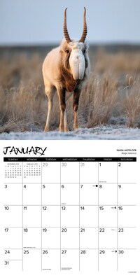2027 Willow Creek Exotic Animals  12" x 12" Monthly Wall Calendar (60148)