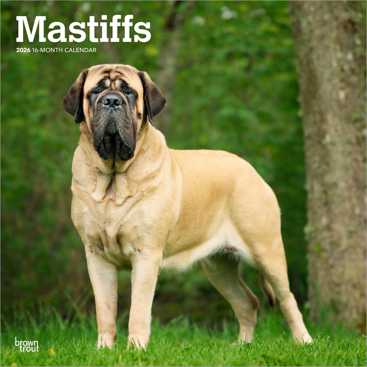 2026 BrownTrout Mastiffs 12 x 12 Monthly Wall Calendar (9798330704538)
