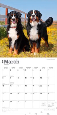 2026 BrownTrout Bernese Mountain Dogs 12" x 12" Monthly Wall Calendar (9798330702398)