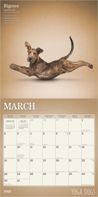 2025 BrownTrout Yoga Dogs 12" x 12" Monthly  Wall Calendar (9781975479879)