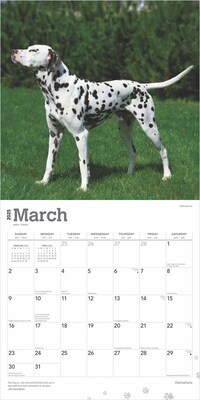 2025 BrownTrout Dalmatians 12" x 24" Monthly Square Wall Calendar, (9781975478117)