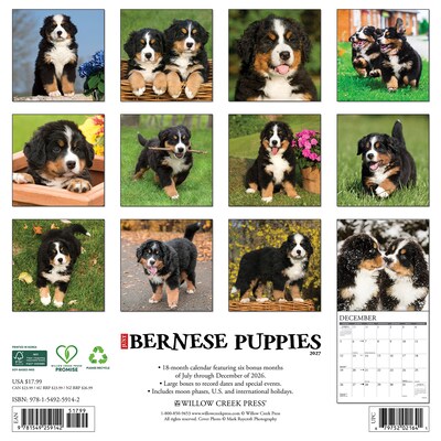 2027 Willow Creek Bernese Mountain Puppies 12 x 12 Monthly Wall Calendar, Assorted Colors (59142)