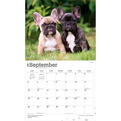 2027 BrownTrout For the Love of French Bulldogs 14" x 12" Monthly Wall Calendar, Assorted Colors (9798330714704)