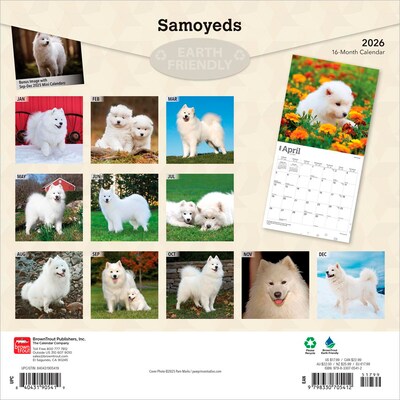 2026 BrownTrout Samoyeds 12 x 12 Monthly Wall Calendar (9798330705412)