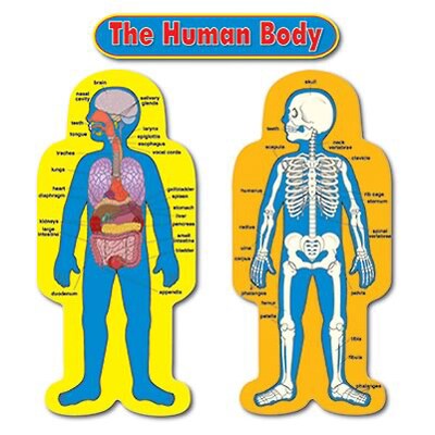 Child-Size Human Body Bulletin Board Set, 50 tall, 2 pieces