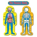 Child-Size Human Body Bulletin Board Set, 50 tall, 2 pieces