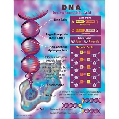 Dna Chartlet Deoxyribonucleic Acid