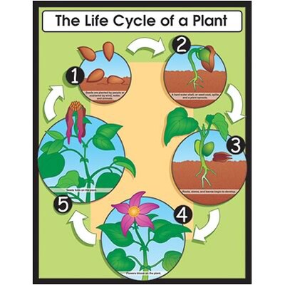 The Life Cycle of a Plant Chartlet