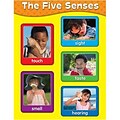 The Five Senses Chartlet