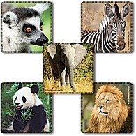 Animal Stickers