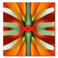 Trademark Fine Art Amy Vangsgard Tree Light Symmetry Red Canvas 35x35 Inches