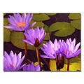 Trademark Fine Art Amy Vangsgard Water Lilies Canvas Art
