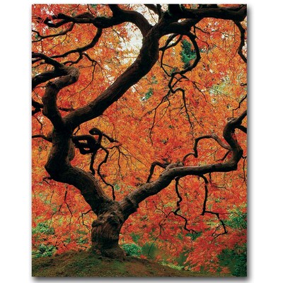 Trademark Fine Art David Farley Japanese Tree I Canvas Art 18x24 Inches