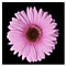 Trademark Fine Art Pink Gerber Daisy-Ready to Hang Canvas Art 14x14 Inches