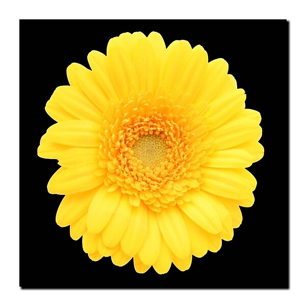 Trademark Fine Art Yellow Gerber Daisy-Ready to Hang Canvas Art 14x14 Inches