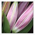 Trademark Fine Art Lily by AIANA-Canvas Art Ready to Hang 35x35 Inches