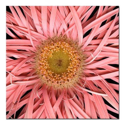Trademark Fine Art AIANA Pink Spider Canvas Art 14x14 Inches