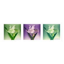Trademark Fine Art Kathie McCurdy Three White Iris Canvas Art 8x24 Inches