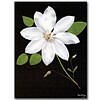 Trademark Fine Art Star by Kathie McCurdy-Canvas Art Ready to Hang 18x24 Inches