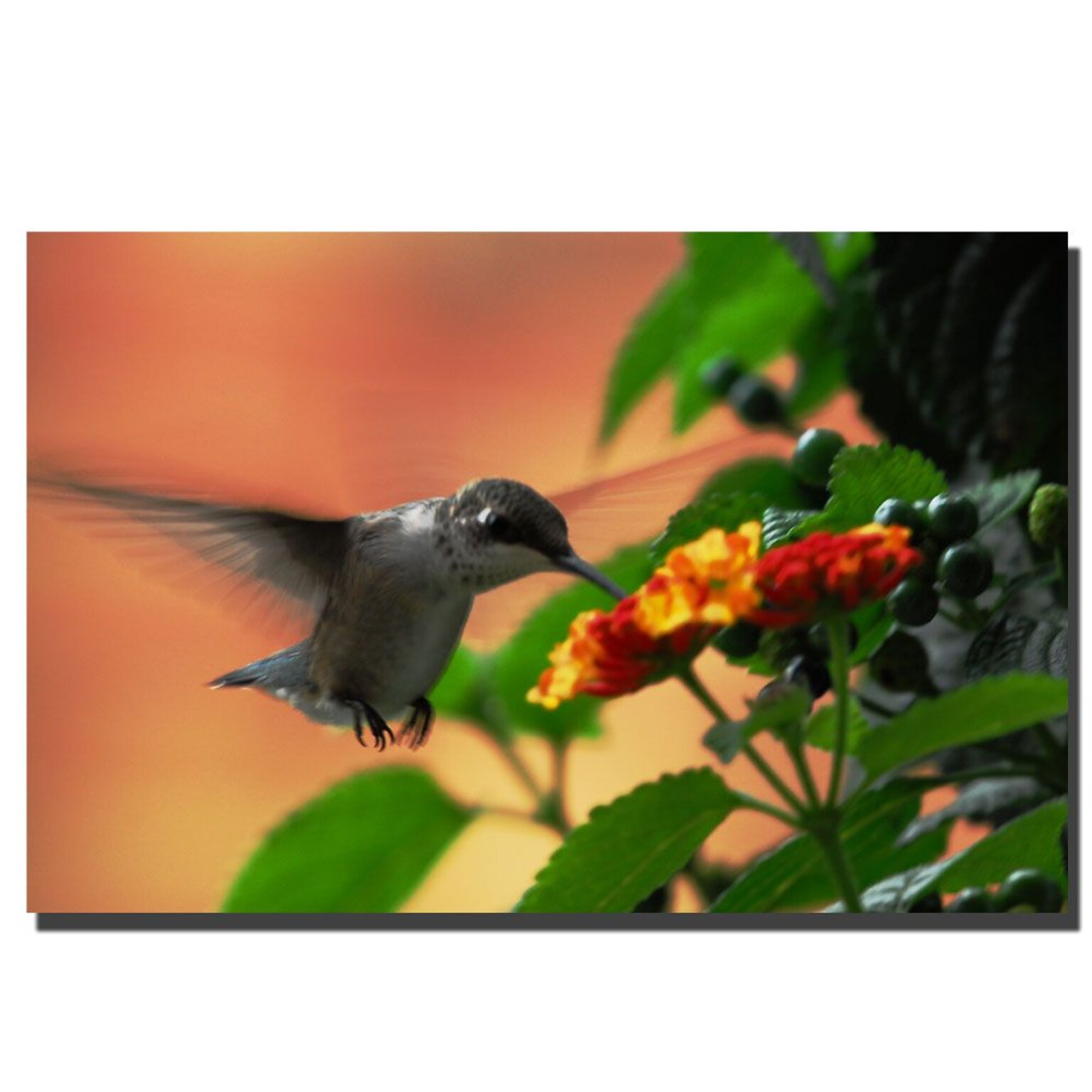 Trademark Fine Art Hungry Hummingbird by Kurt Shaffer Canvas Art 16x24 Inches