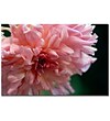 Trademark Fine Art Kurt Shaffer 'Pink Dhalia' Canvas Art 16x24 Inches