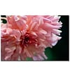 Trademark Fine Art Kurt Shaffer 'Pink Dhalia' Canvas Art 16x24 Inches