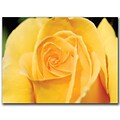 Trademark Fine Art Yellow Rose Close Up by Kurt Shaffer-Ready to hang art 18x24 Inches