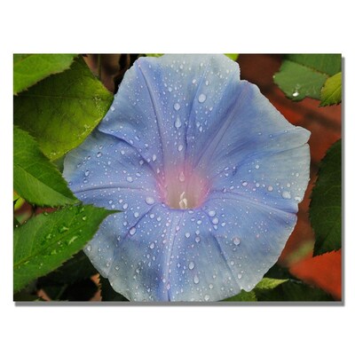 Trademark Fine Art Kurt Shaffer Morning Glory Rain Drops Canvas Art 22x32 Inches