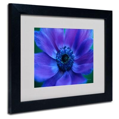 Trademark Fine Art Kathy Yates Beautiful Anemone Matted Art Black Frame 16x20 Inches