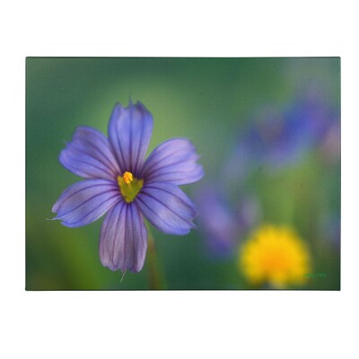 Trademark Fine Art Kathy Yates Blue Eyed Grass Canvas Art 16x24 Inches