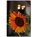 Trademark Fine Art Martha Guerra Sunflower Bloom Canvas Art
