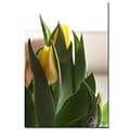 Trademark Fine Art Martha Guerra Tulips V Canvas Art, MG0128-C1624GG