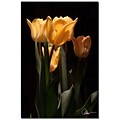 Trademark Fine Art Martha Guerra Tulips Blooms VII Canvas Art