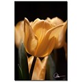 Trademark Fine Art Martha Guerra Tulips Blooms VIII Canvas Art